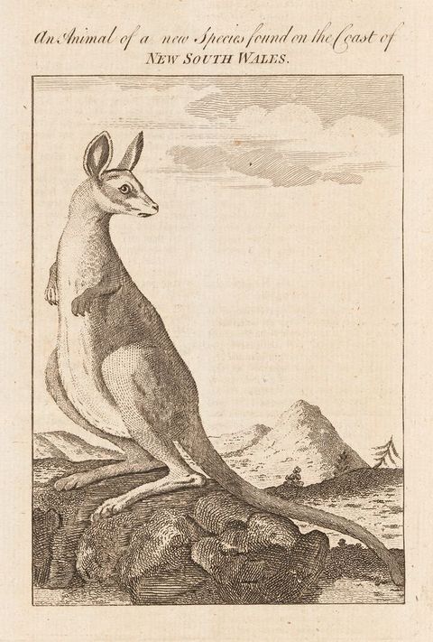 Print. A kangaroo stands on a rock looking back over one shoulder to our right.